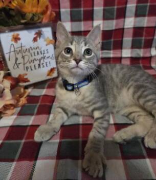 Rescue Domestic Short Hair Cats for Adoption in Hagerstown, Maryland - TEMPURA | PetCurious