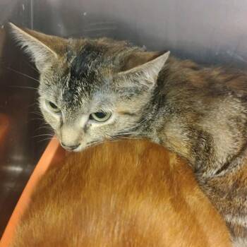 Dolly -  Domestic Short Hair Cat for Adoption in Ashtabula, Ohio - Dolly | PetCurious