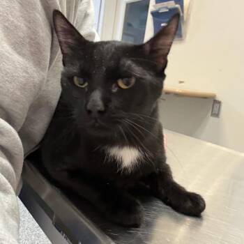 Domestic Short Hair Cats Available for Adoption - Pouncer | PetCurious