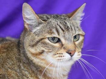 Lacey -  Domestic Short Hair Cat for Adoption in Portland, Oregon - Lacey | PetCurious