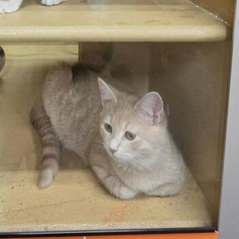 Reese -  Domestic Short Hair Cat for Adoption in Canton, North Carolina - Reese | PetCurious