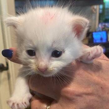 Quadretti 15 -  Domestic Short Hair Cat for Adoption in Austin, Texas - Quadretti 15 | PetCurious
