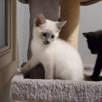 Almond -  Domestic Short Hair Cat for Adoption in Granville, Ohio - Almond | PetCurious