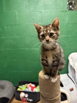 Converse -  Domestic Short Hair Cat for Adoption in West Mifflin, Pennsylvania - Converse | PetCurious
