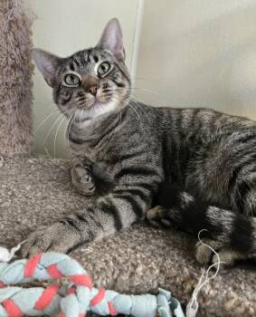 K.C. -  Domestic Short Hair Cat for Adoption in Larned, Kansas - K.C. | PetCurious