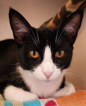 Rescue Tuxedo Cats for Adoption in Conroe, Texas - Jinx (Stephanie’s Litter) | PetCurious