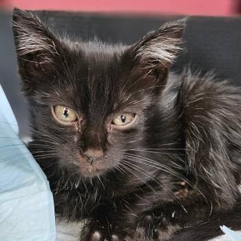 Rescue Domestic Medium Hair Cats for Adoption in Long Beach, California - Oliver | PetCurious
