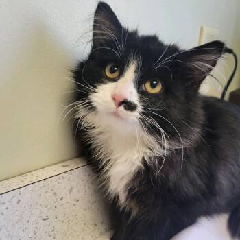 Rescue Domestic Long Hair Cats for Adoption in Kansas City, Kansas - Figaro | PetCurious