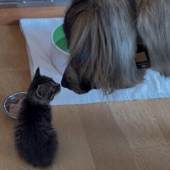 WOLF -  Domestic Short Hair Cat Available for Adoption in Richmond, California - WOLF | PetCurious