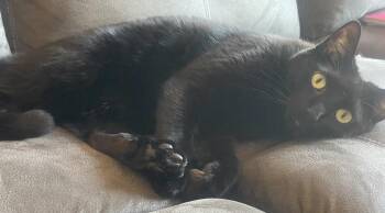 Cannon -  Domestic Short Hair and American Shorthair Cat for Adoption in Poplar Grove, Illinois - Cannon | PetCurious