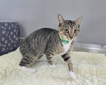 Clay -  Domestic Short Hair Cat for Adoption in Dickson, Tennessee - Clay | PetCurious
