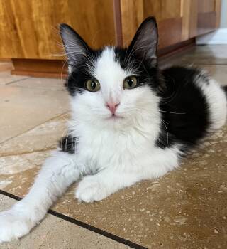 Buddy -  Domestic Medium Hair Cat for Adoption in Moline, Illinois - Buddy | PetCurious
