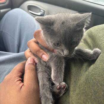Shrimp Cocktail -  Domestic Short Hair Cat for Adoption in Greensboro, North Carolina - Shrimp Cocktail | PetCurious