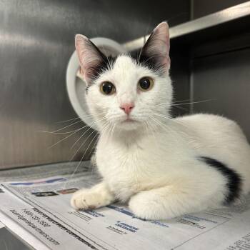 Domestic Short Hair Cats Available for Adoption in Charleston, West Virginia - Twinkles | PetCurious