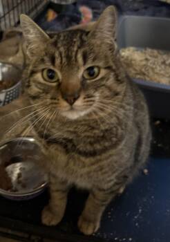 Domestic Short Hair Cats Available for Adoption - Mr Davenport  | PetCurious