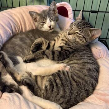 Rocket and Spark (Brothers. 5 months) -  Domestic Short Hair Cat for Adoption in Hanson, Massachusetts - Rocket And Spark (Brothers. 5 Months) | PetCurious