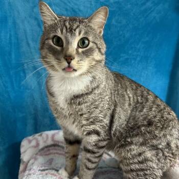 Thneed -  Domestic Short Hair Cat for Adoption in Puslinch, Ontario - Thneed | PetCurious