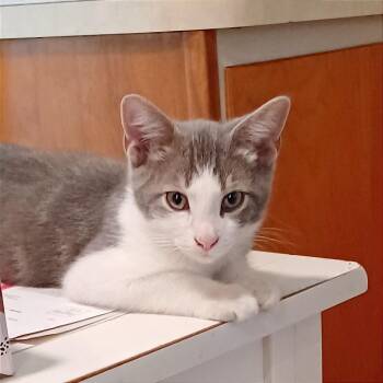 Darrin Stephens -  Domestic Short Hair Cat for Adoption in Oak Park, Illinois - Darrin Stephens | PetCurious