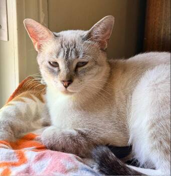 Cindy -  Domestic Short Hair and Siamese Cat Available for Adoption in Hudson, New Hampshire - Cindy | PetCurious