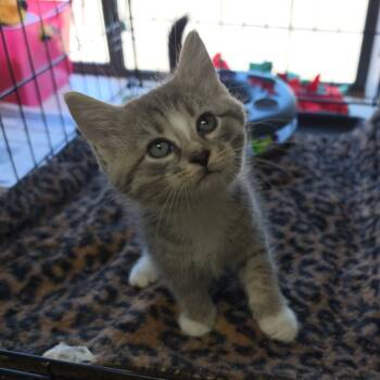 Tabby Cats Available for Adoption in Clarksville, Virginia - Figurine | PetCurious