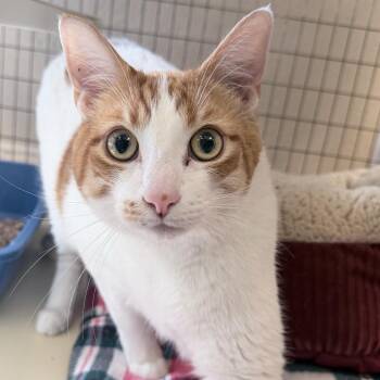 Domestic Short Hair Cats Available for Adoption in Medford, Oregon - Spud | PetCurious