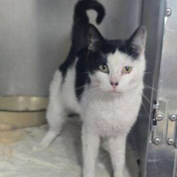 Norway -  Domestic Short Hair Cat for Adoption in Edwardsville, Illinois - Norway | PetCurious