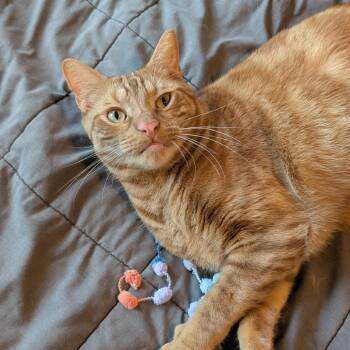 Otis -  Domestic Short Hair Cat for Adoption in Long Beach, California - Otis | PetCurious