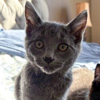 Domestic Short Hair Cats Available for Adoption - Merlot -- Bonded Buddy With Reisling | PetCurious