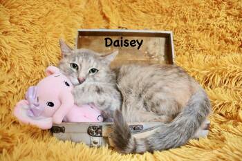 Daisey -  Dilute Tortoiseshell Cat for Adoption in St. Augustine, Florida - Daisey | PetCurious