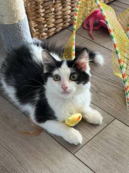 Bass -  Domestic Medium Hair Cat for Adoption in Tucson, Arizona - Bass | PetCurious