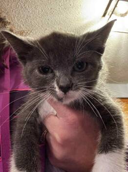 Domestic Short Hair Cats Available for Adoption - Flip Clem | PetCurious