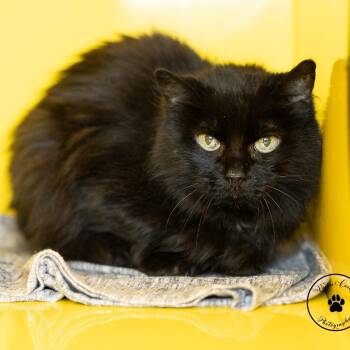 Mama Kitty -  Domestic Long Hair Cat for Adoption in Abilene, Texas - Mama Kitty | PetCurious