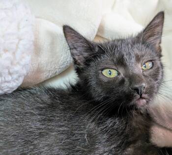 Jingle -  Domestic Short Hair Cat for Adoption in Fruit Heights, Utah - Jingle | PetCurious