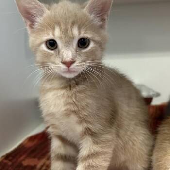 Head -  Domestic Short Hair Cat for Adoption in Greensboro, North Carolina - Head | PetCurious