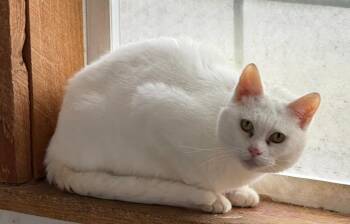 Rescue Domestic Short Hair Cats for Adoption in Gresham, Wisconsin - SNOWBALL | PetCurious