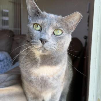 Rose -  Domestic Short Hair Cat for Adoption in Fort Worth, Texas - Rose | PetCurious