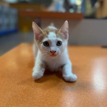 Speckles -  Domestic Short Hair Cat for Adoption in Riverside, California - Speckles | PetCurious