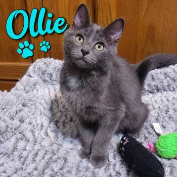 Ollie -  Domestic Short Hair Cat for Adoption in San Tan Valley, Arizona - Ollie | PetCurious