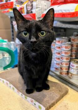 Rescue American Shorthair and Domestic Short Hair Cats for Adoption in West Palm Beach, Florida - Astra | PetCurious