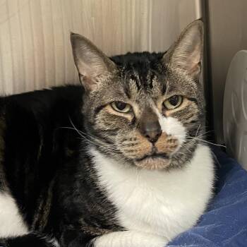 Barnaby -  Domestic Short Hair Cat for Adoption in York, Pennsylvania - Barnaby | PetCurious