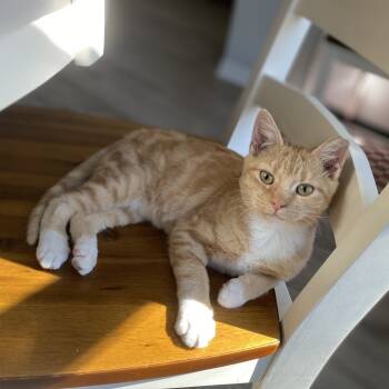 Rescue Domestic Short Hair Cats for Adoption in Foley, Alabama - Frodo | PetCurious