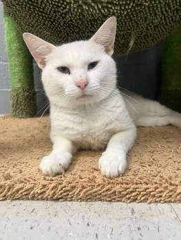 JOEY -  Domestic Short Hair Cat for Adoption in Pegram, Tennessee - JOEY | PetCurious