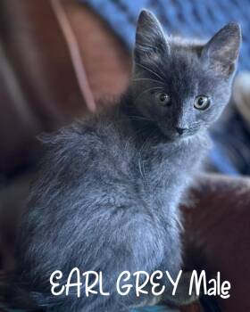 Earl Grey -  Domestic Medium Hair and Russian Blue Cat for Adoption - Earl Grey | PetCurious
