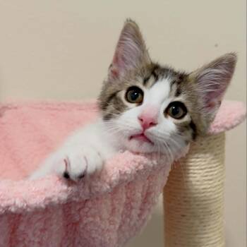 Ditto -  Domestic Short Hair Cat for Adoption in Royal Oak, Michigan - Ditto | PetCurious