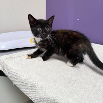 Ranch -  Domestic Short Hair Cat for Adoption in Englewood, Florida - Ranch | PetCurious