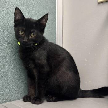 Dill -  Domestic Short Hair Cat for Adoption in Bardstown, Kentucky - Dill | PetCurious