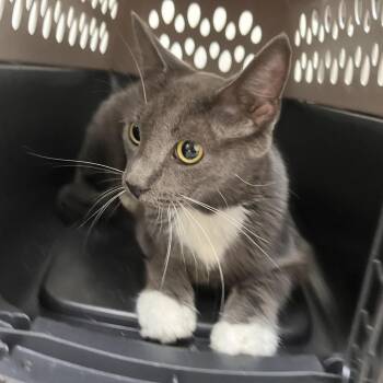 Oyster -  Domestic Short Hair Cat for Adoption in Brentwood, Missouri - Oyster | PetCurious