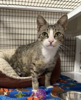 Rescue Domestic Short Hair Cats for Adoption in Neenah, Wisconsin - Philbert | PetCurious
