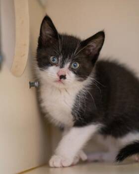 Caspian -  Domestic Short Hair Cat for Adoption in Pequot Lakes, Minnesota - Caspian | PetCurious