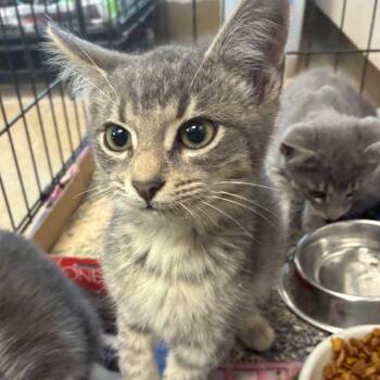 Rescue Domestic Short Hair Cats for Adoption in San Antonio, Texas - Lock | PetCurious